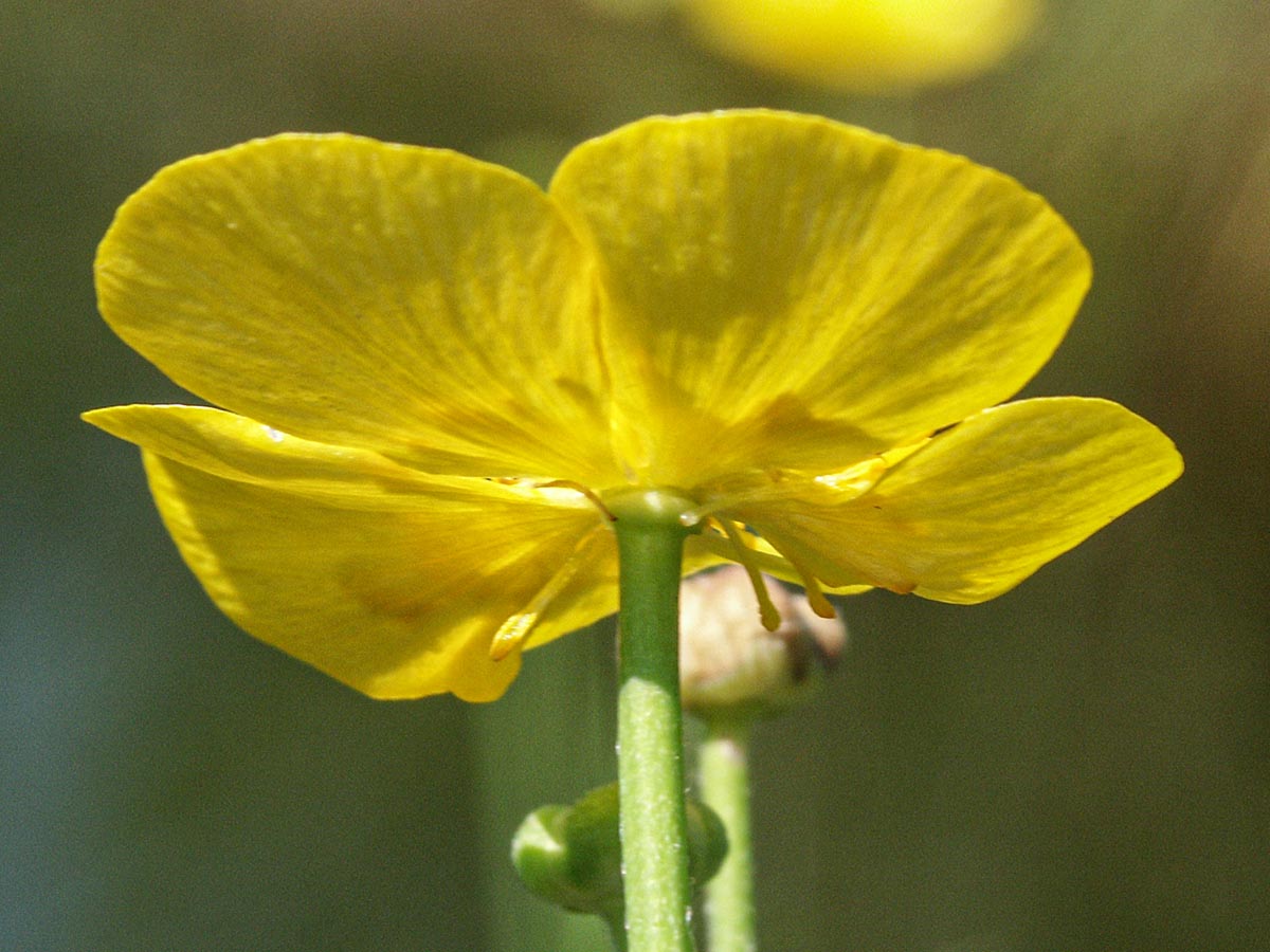 Bl&uuml;tenunterseite